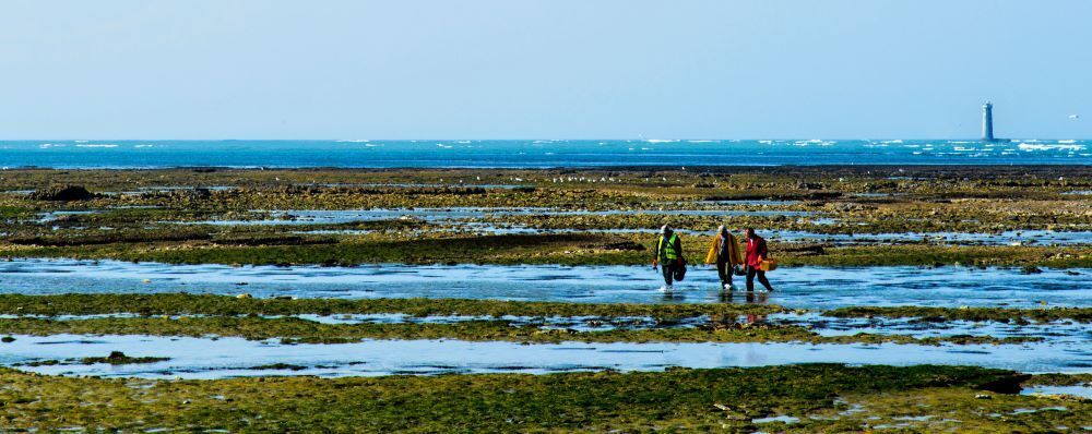 Pêche à pied Ile de Ré Artemis Location agent immobilière